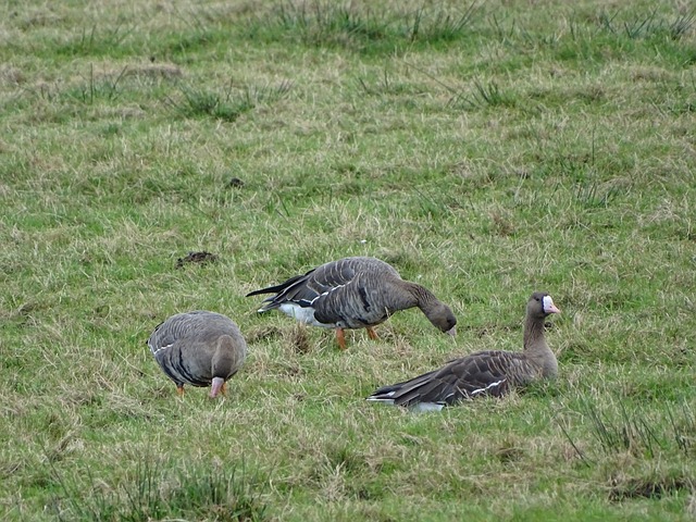 巴萨显然需 巴萨显然需
