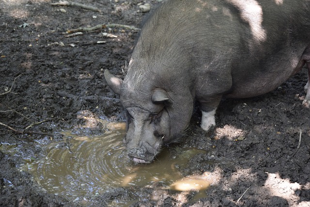 家队出战世 家队出战世