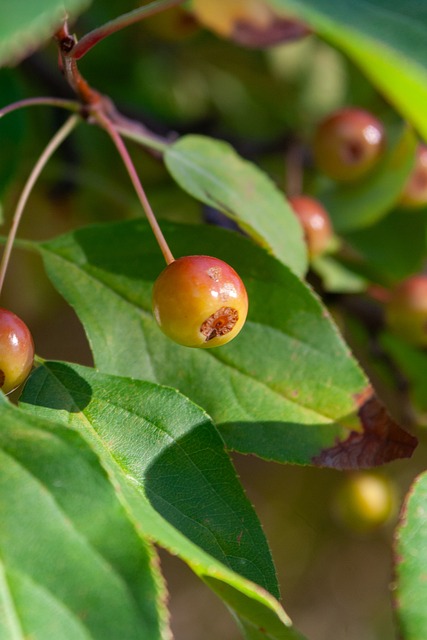 单一战术模 单一战术模